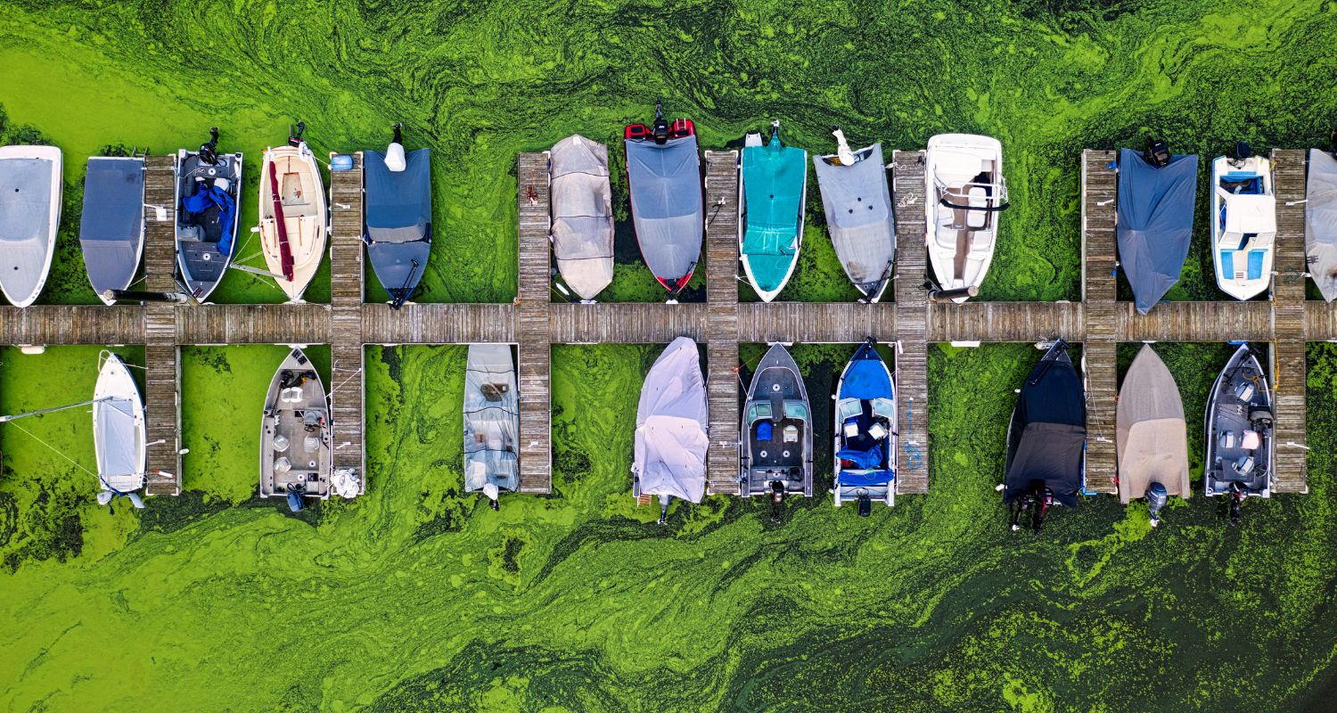Boat dock with algae and muck surrounding all the boats