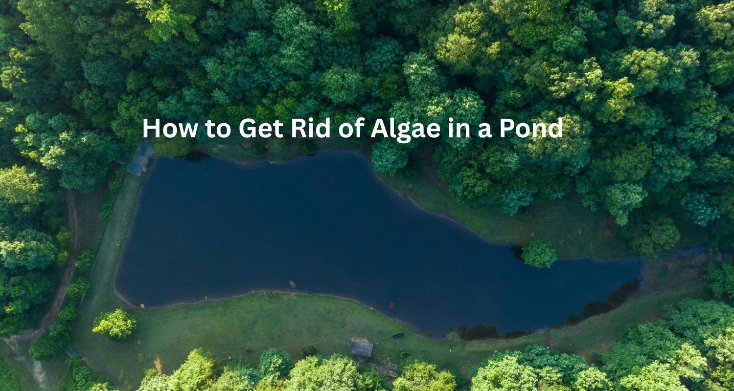 Looking down on a pond from aerial perspective - How to Get Rid of Algae in a Pond