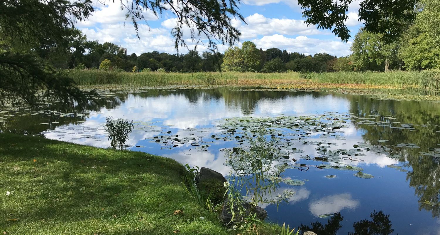 Pond with muck and sludge and lily pads - How to Get Rid of Pond Smell
