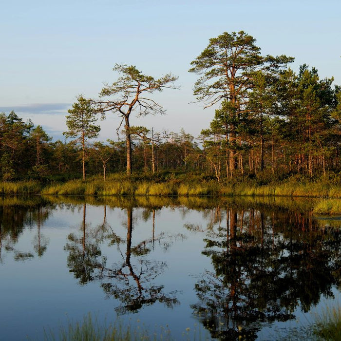 Pond with trees reflection on it - What Size Aerator for a 1 Acre Pond?