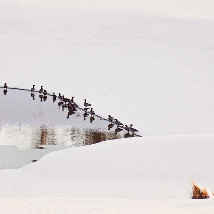 Ice Eater vs Ice Ripper: Ducks in open water hole on lake surrounded by ice 