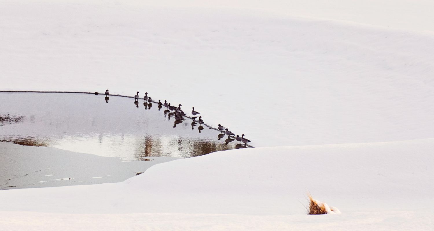 Ice Eater vs Ice Ripper: Ducks in open water hole on lake surrounded by ice 