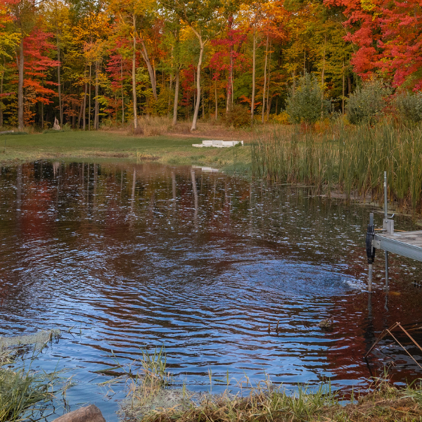 Pond surrounded by trees with autumn foliage and a wooden dock - How to Get Rid of Algae in a Pond