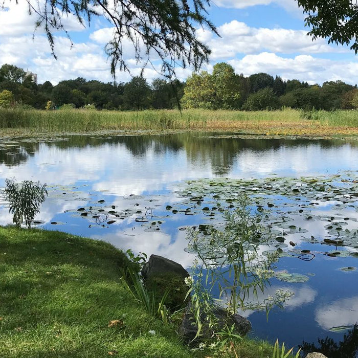 Pond with muck and sludge and lily pads - How to Get Rid of Pond Smell