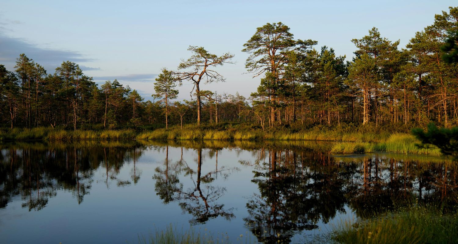 Pond with trees reflection on it - What Size Aerator for a 1 Acre Pond?