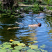 A Person snorkeling in a pond with lily pads built using the Aquascape Recreational Pond Kit