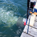 Airmax Weeds Away Circulator operating beside a dock and circulating water to move weeds and debris