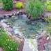 Finished small backyard pond with rocks, aquatic plants, and clear water using EasyPro Pro-Series Small Pond Kit