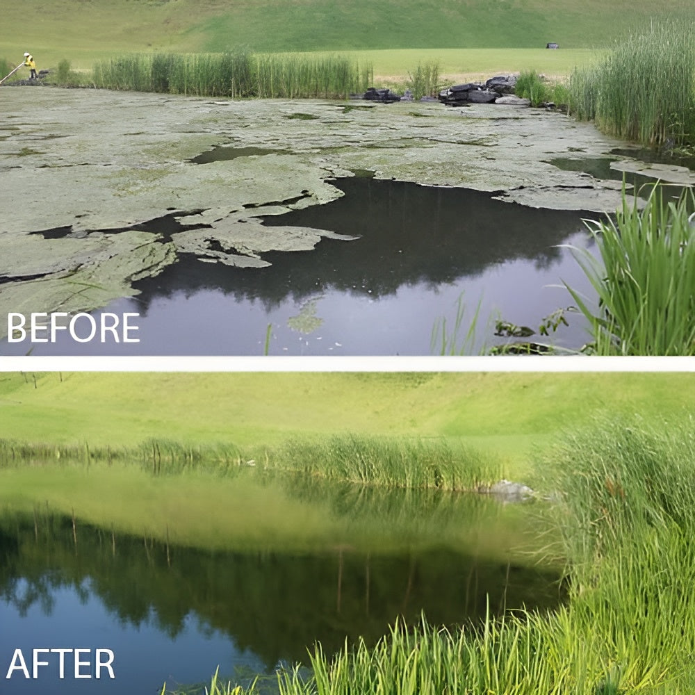 Kasco Pond Probiotics - Before and After