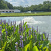 Kasco surface aerator circulating water in landscaped pond with flowering plants in the foreground
