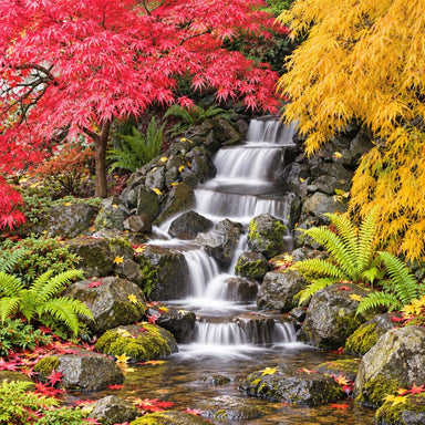 Savio Pond Free Waterfall Packages landscaped rock waterfall surrounded by red and yellow autumn foliage and ferns