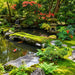 Savio Pond Packages landscaped Japanese-style koi pond surrounded by moss, rocks, flowering plants, and lush greenery